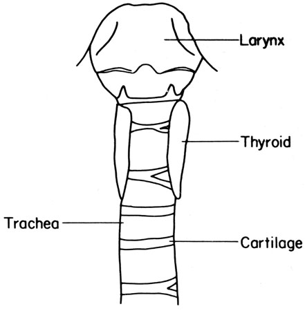 Mouse thyroid