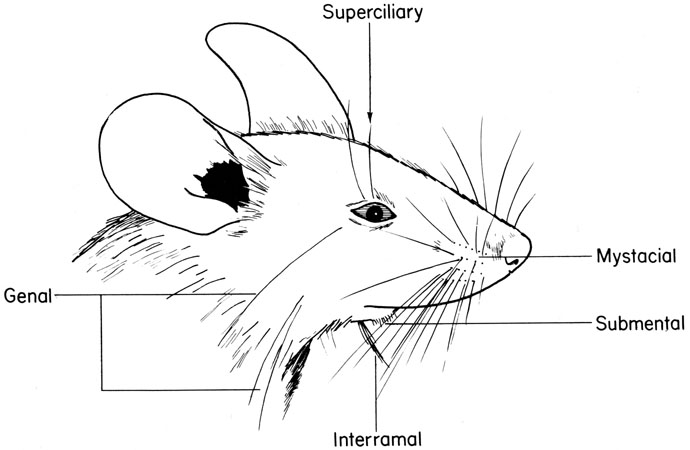 Mouse vibrissae