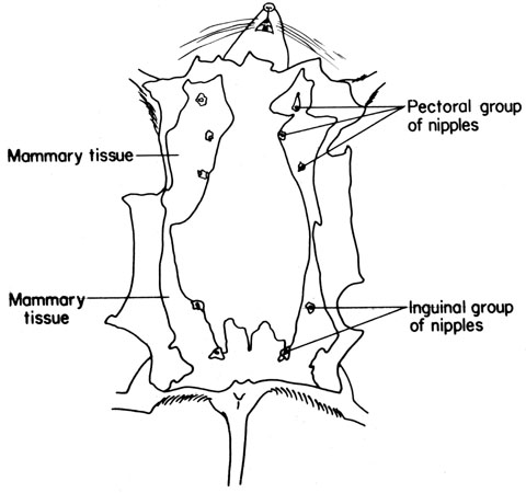 Mouse mammary tissue