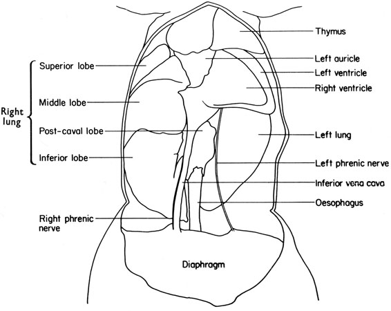 Mouse thoracic viscera