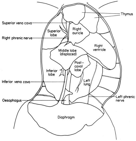 Mouse thoracic viscera