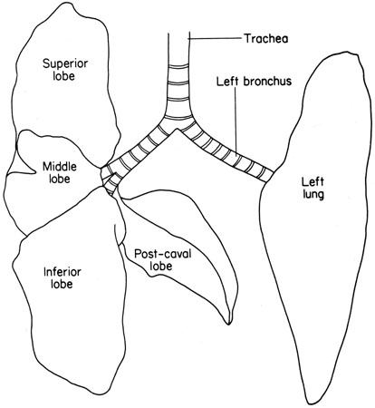 Mouse trachea and lungs