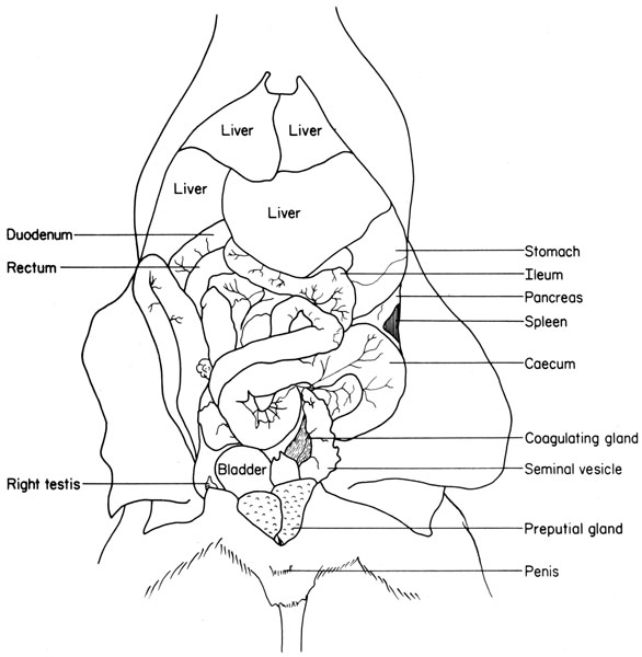 Mouse abdominal viscera