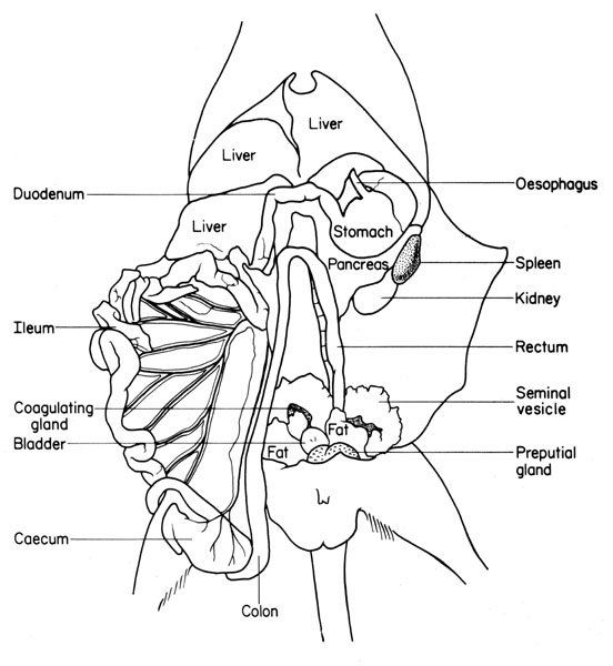 Mouse abdominal viscera