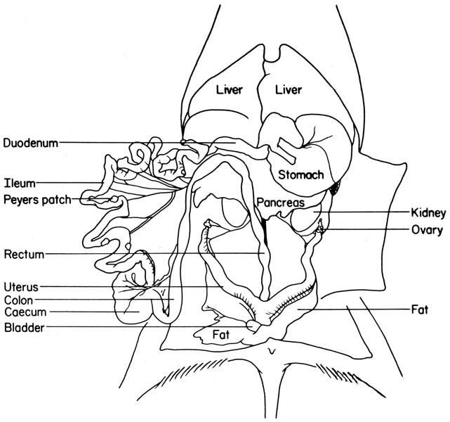 Mouse abdominal viscera