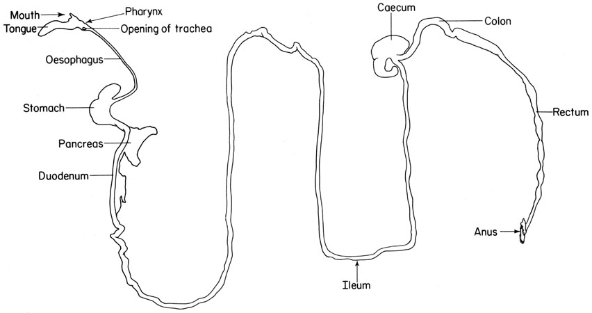 Mouse alimentary canal