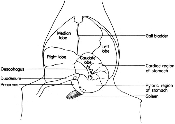 Mouse stomach