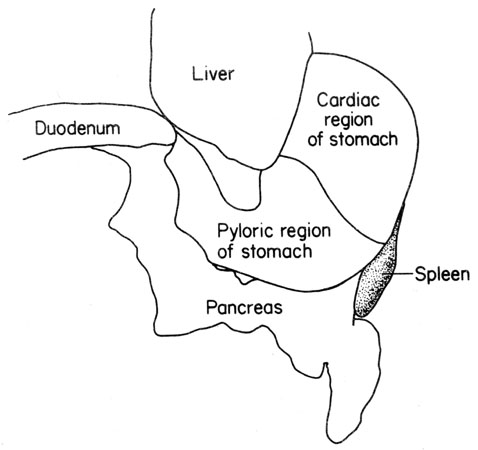 Mouse stomach