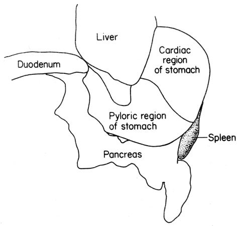 Mouse stomach