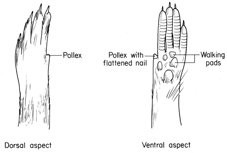 Mouse forepaw