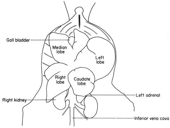 mouse liver anatomy - Animal and Zoology