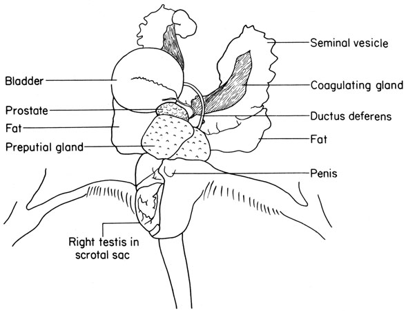 Mouse urogenital system