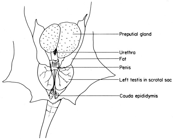 Mouse urogenital system