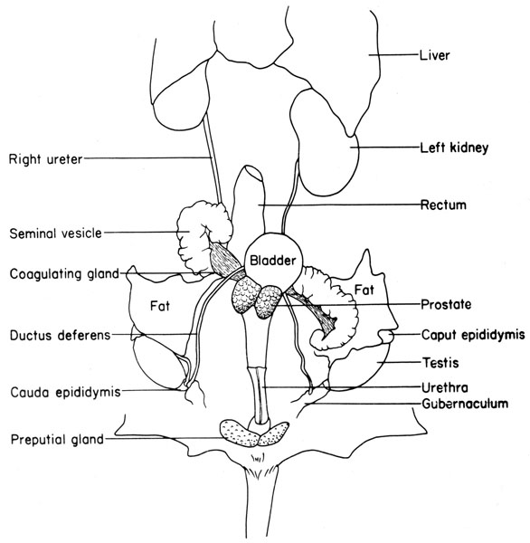 Mouse urogenital system