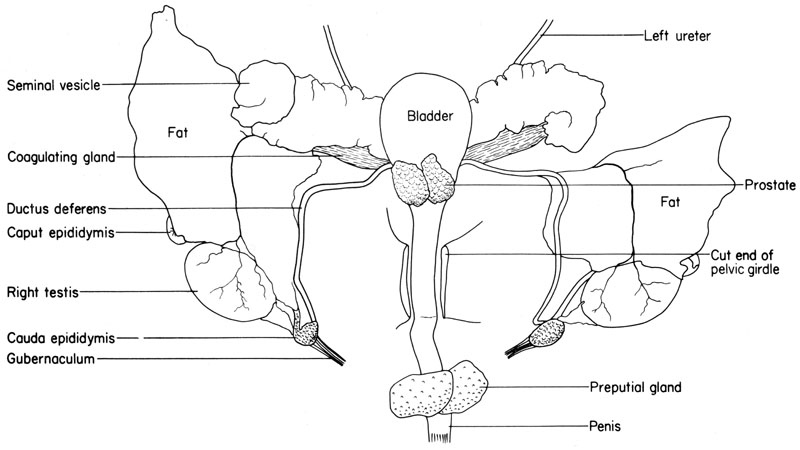 Mouse reproductive organs