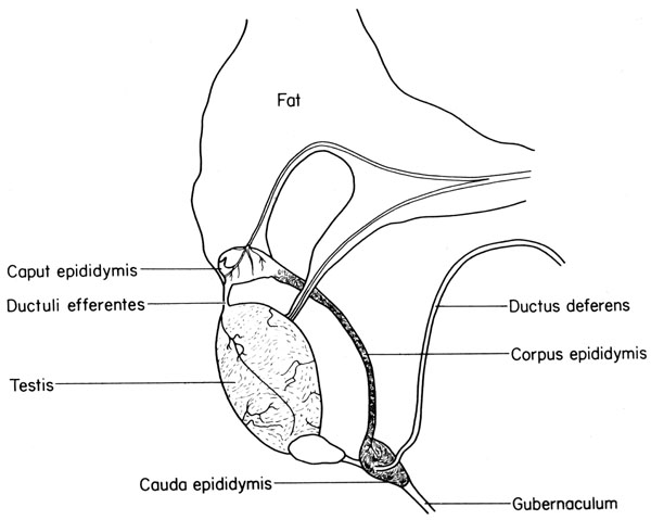 Mouse testis