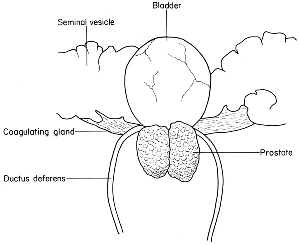 Mouse bladder