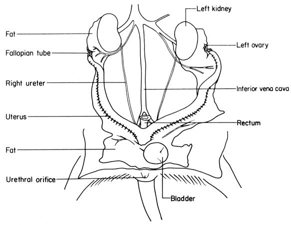 Mouse urogenital system