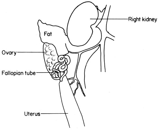 Mouse ovary