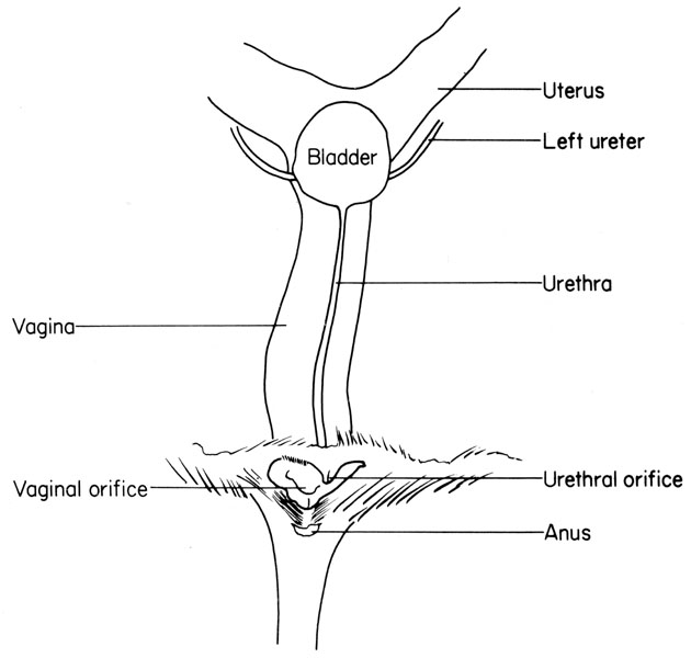 Mouse urogential tract