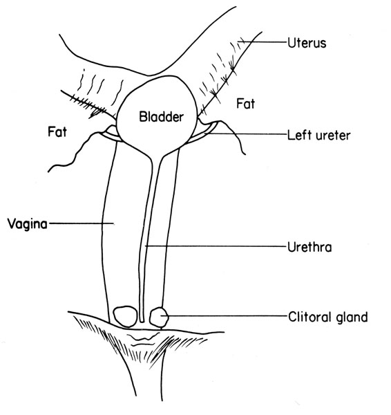 Mouse urogenital tract