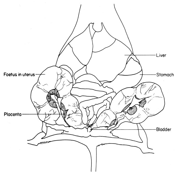 Mouse uterus