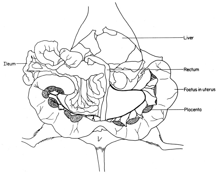 Mouse uterus