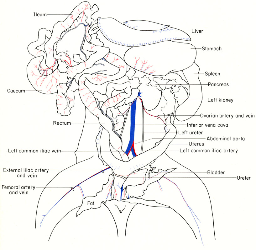 Mouse abdominal viscera