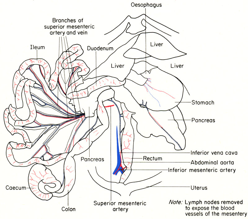 Rodent: Rodent Anatomy