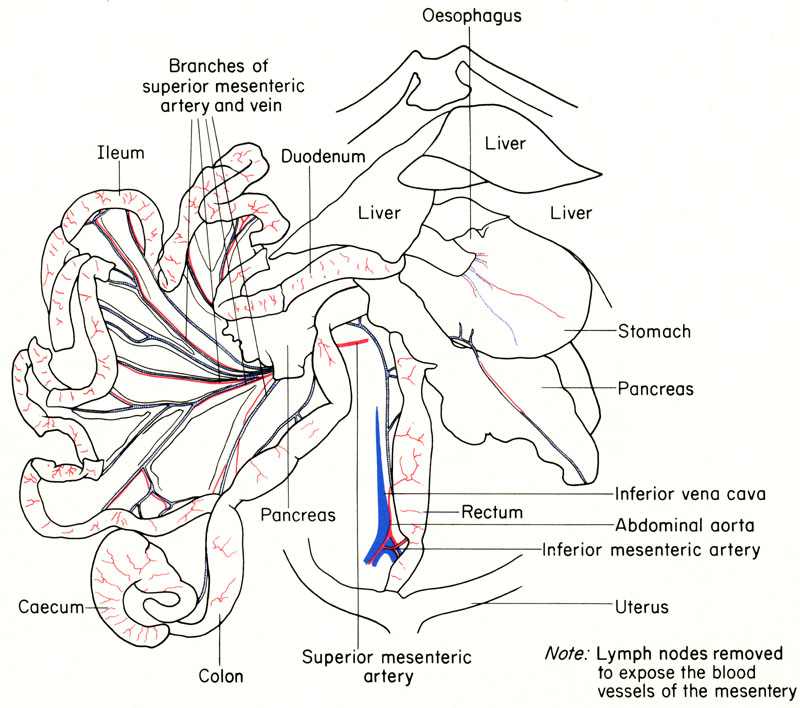 Mouse abdominal viscera