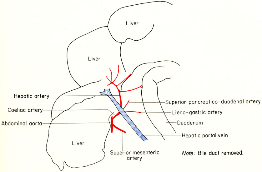 Mouse liver