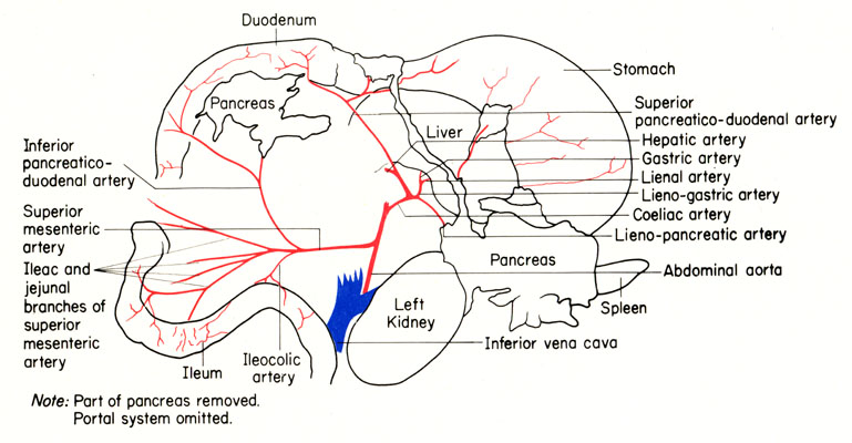 Mouse arteries