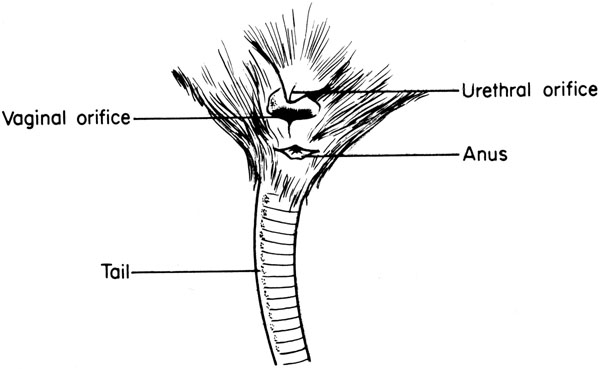 Mouse external genitalia