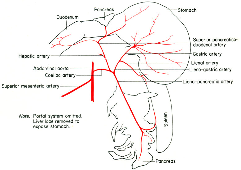Mouse coeliac artery
