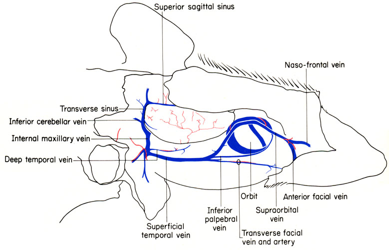 The Anatomy of the Laboratory Mouse