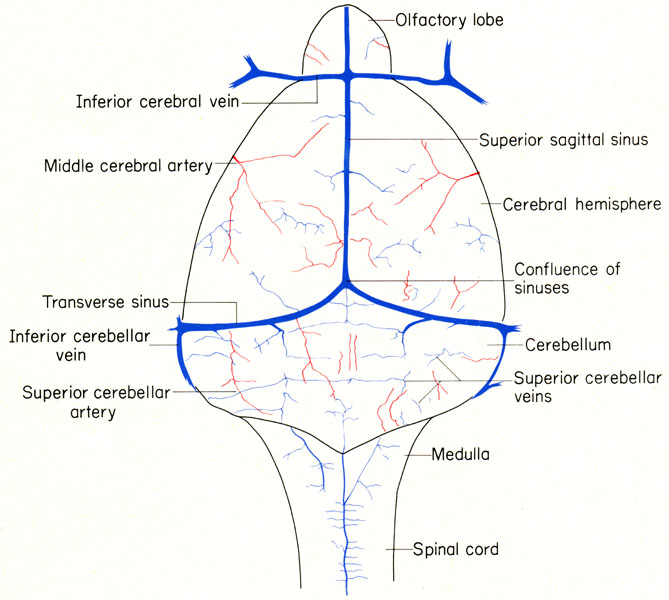 Mouse brain