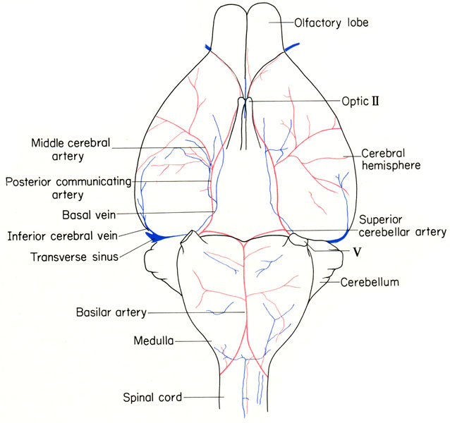 Mouse brain