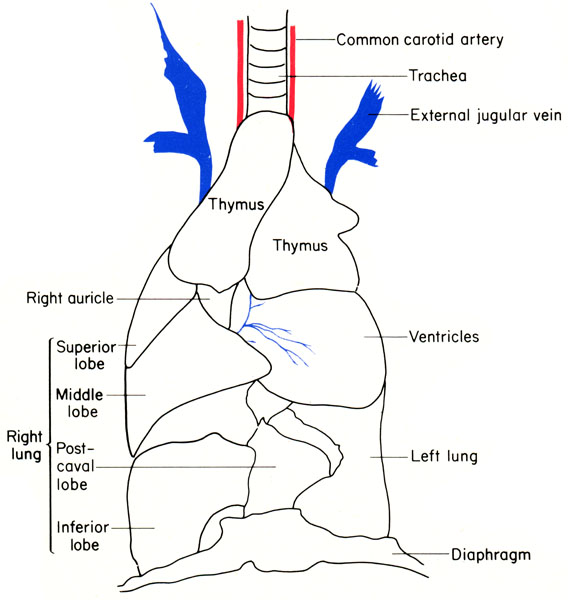 Mouse thoracic viscera