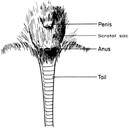 Mouse genitalia