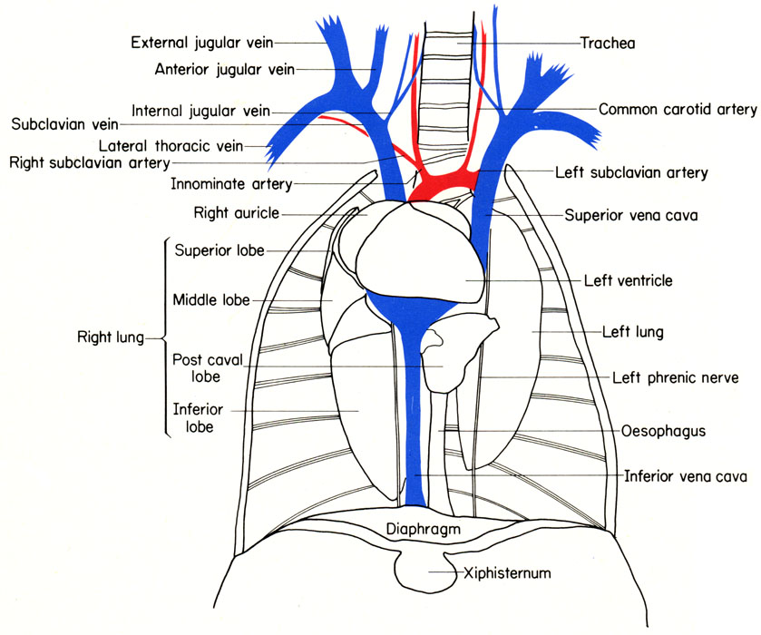 Mouse thorax