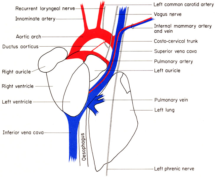 Mouse heart