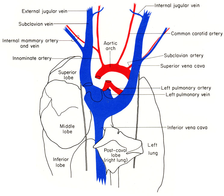 Mouse thorax