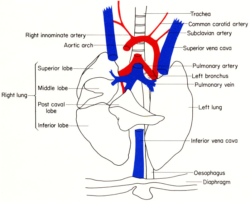 Mouse pulmonary vessels