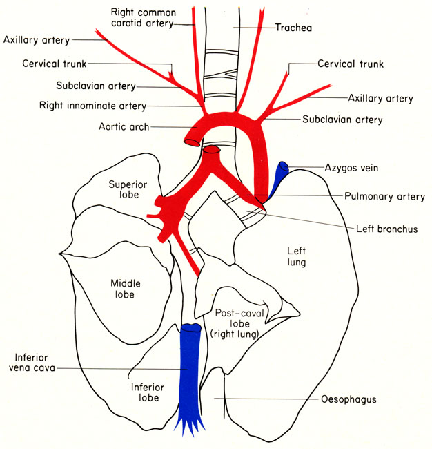 Mouse pulmonary arteries