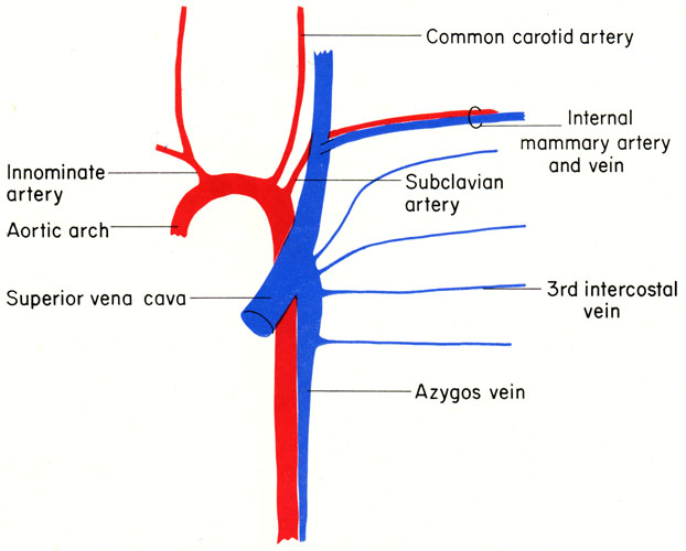 Mouse intercostal