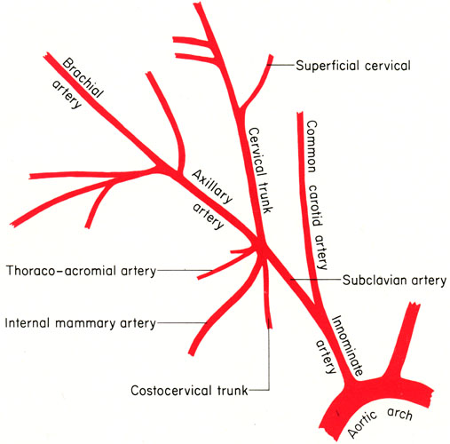 subclavian artery - meddic