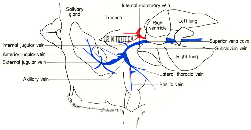 Mouse subclavian