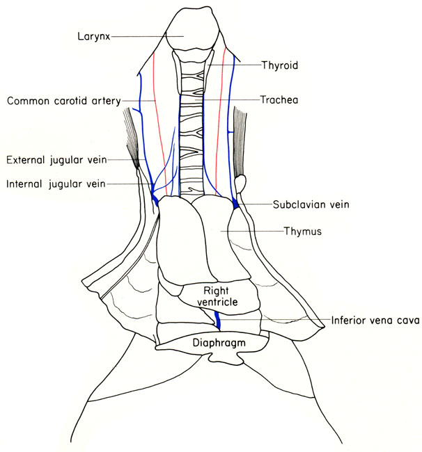 Mouse neck and thorax