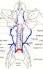 Blood vessels of the neck