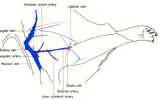 Blood vessels of axilla